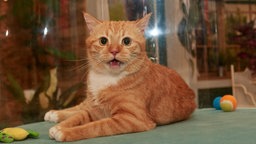 Eine rot-getigerte Katze sitzt auf einem Tisch und miaut 