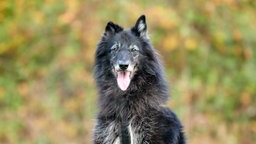 Nahaufnahme eines großen schwarzen Hundes, der hechelt 