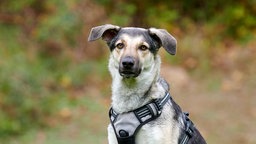 Nahaufnahme eines weiß-braunen Hundes 