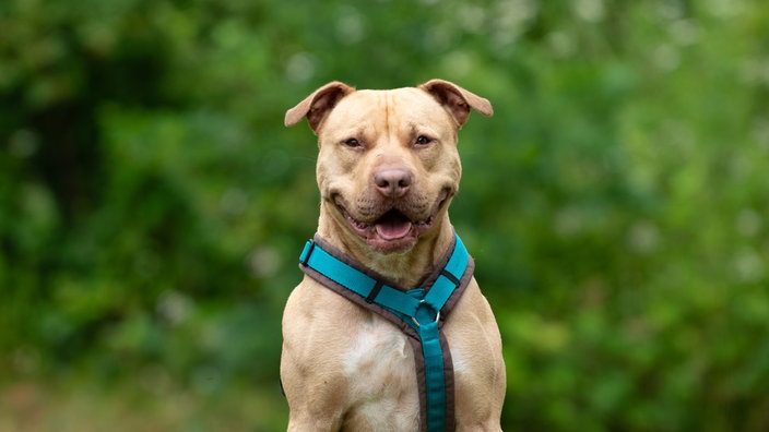 Hund mit beigefarbenem Fell und blauem Geschirr in Nahaufnahme 