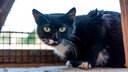 Katze mit schwarzem Fell und weißen Flecken 