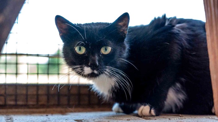 Katze mit schwarzem Fell und weißen Flecken 