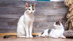 Zwei Katzen mit weißem Fell und getigerten Flecken liegen auf einem Boden 