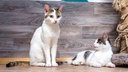 Zwei Katzen mit weißem Fell und getigerten Flecken liegen auf einem Boden 
