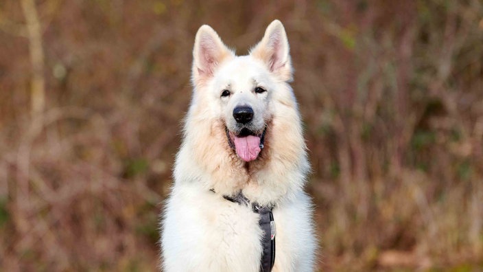 Weißer Hund schaut hechelnd in die Kamera 