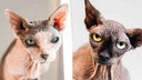 Eine Collage von zwei Nacktkatzen 