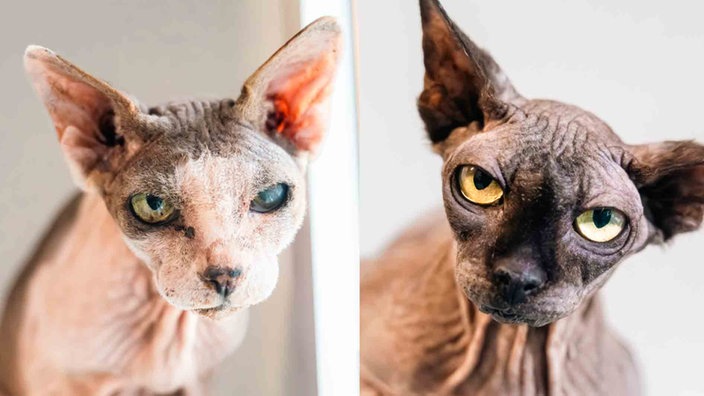 Eine Collage von zwei Nacktkatzen 