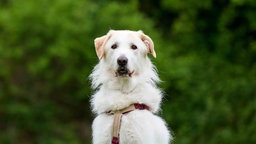 Großer Hund mit weiß-beigefarbenem Fell in Nahaufnahme 