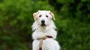 Großer Hund mit weiß-beigefarbenem Fell in Nahaufnahme 