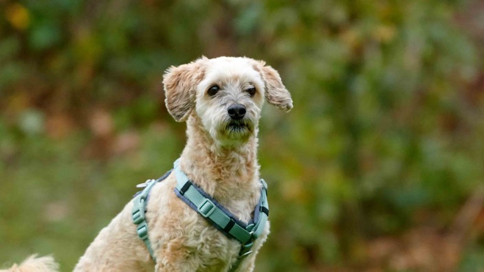 Hund mit beigefarbenem lockigem Fell und blauem Geschirr 