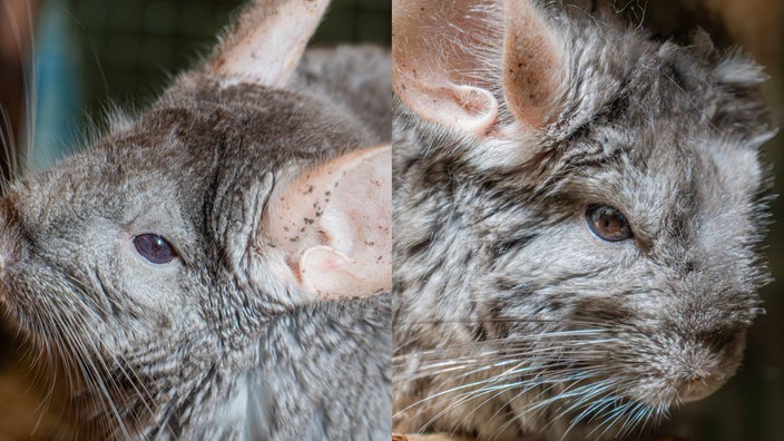 Collage von zwei grauen Chinchillas