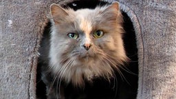 Katze mit langem blau-cremefarbenen Fell und grünen Augen in Nahaufnahme