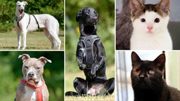 Eine Collage aus drei Hunden und zwei Katzen 