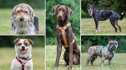 Eine Collage aus fünf Hunden 