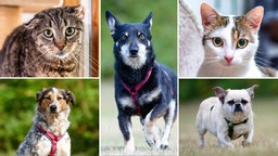 Eine Collage aus drei Hunden und zwei Katzen 