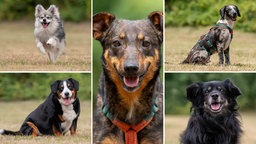 Eine Collage aus fünf Hunden 