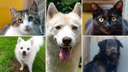 Eine Collage aus zwei Katzen und drei Hunden 