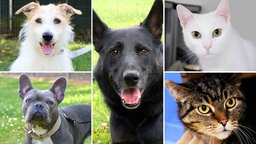 Eine Collage aus drei Hunden und zwei Katzen 