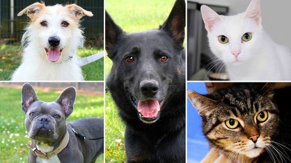 Eine Collage aus drei Hunden und zwei Katzen 