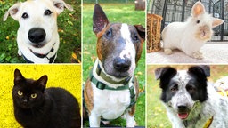 Collage aus fünf Tierbildern: oben links ein weißer Hund, unten links eine schwarze Katze, in der Mitte ein bräunlicher Hund, oben links ein helles Kaninchen, unten links ein schwarz-weißer Hund