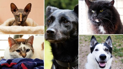 Collage aus fünf Tierbildern: In der Mitte ein schwarzer Hund, unten links eine dreifarbige Katze, oben links eine grau-braune Katze, unten rechts ein weiß-schwarzer Hund und oben rechts eine schwarze katze