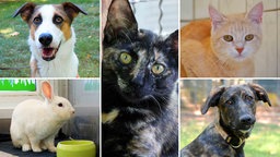 Eine Collage aus zwei Hunden, zwei Katzen und einem Kaninchen 
