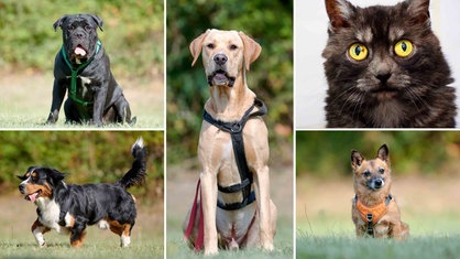 Eine Collage aus vier Hunden und einer Katze 