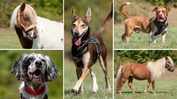 Eine Collage aus zwei Pferden und drei Hunden 