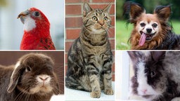 Eine Collage aus einem Sittich, zwei Kaninchen, einer Katze und einem Hund 
