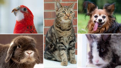 Eine Collage aus einem Sittich, zwei Kaninchen, einer Katze und einem Hund 