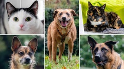 Eine Collage aus drei Hunden und zwei Katzen 