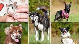 Collage aus fünf Tierbildern, davon vier Hunde und eine Ratte 