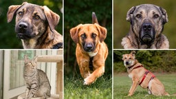 Eine Collage aus vier Hunden und einer Katze 