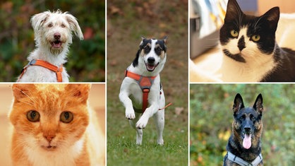 Collage aus fünf Tierbildern, davon drei Hunde und zwei Katzen 