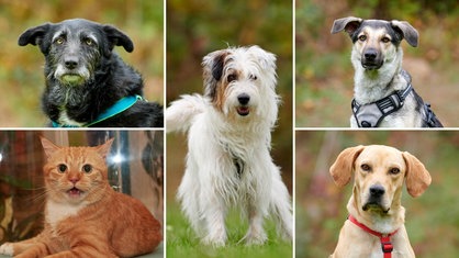 Collage von fünf Tierbildern: oben links ein schwarzer Hund, unten links eine rot-getigerte Katze, in der Mitte ein weiß-brauner Hund, ebenso wie oben rechts in der Ecke und unten links ein blonder Hund 
