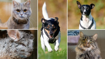 Collage aus zwei Katzenbildern, zwei Hunden und einem grauen Chinchilla