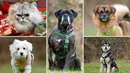 Eine Collage aus einer Katze und vier Hunden 