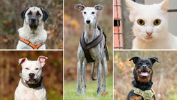 Eine Collage aus vier Hunden und einer Katze 