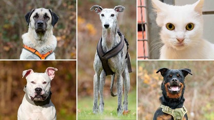 Eine Collage aus vier Hunden und einer Katze 