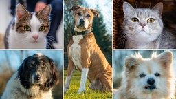 Eine Collage aus Katzen und Hunden 