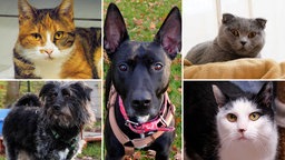 Eine Collage aus Katzen und Hunden 