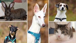 Eine Collage aus vier Hunden und einer Katze 