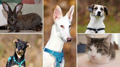 Eine Collage aus vier Hunden und einer Katze 