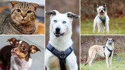 Eine Collage aus vier Hunden und einer Katze  