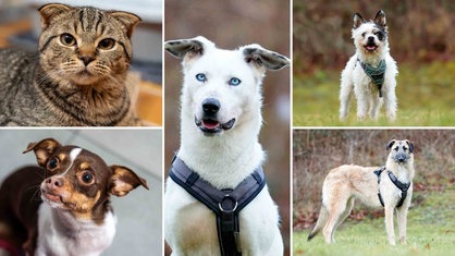 Eine Collage aus vier Hunden und einer Katze  
