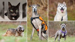 Eine Collage aus einer Katze und vier Hunden 