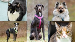 Eine Collage aus zwei Katzen und drei Hunden