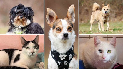 Eine Collage mit drei Hunden und zwei Katzen 