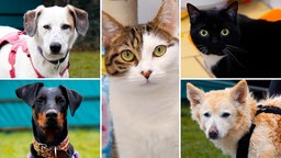 Collage aus den Fotos von drei Hunden und zwei Katzen