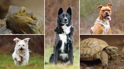 Eine Collage aus drei Hunden, einer Schildkröte und einer Bartagame 